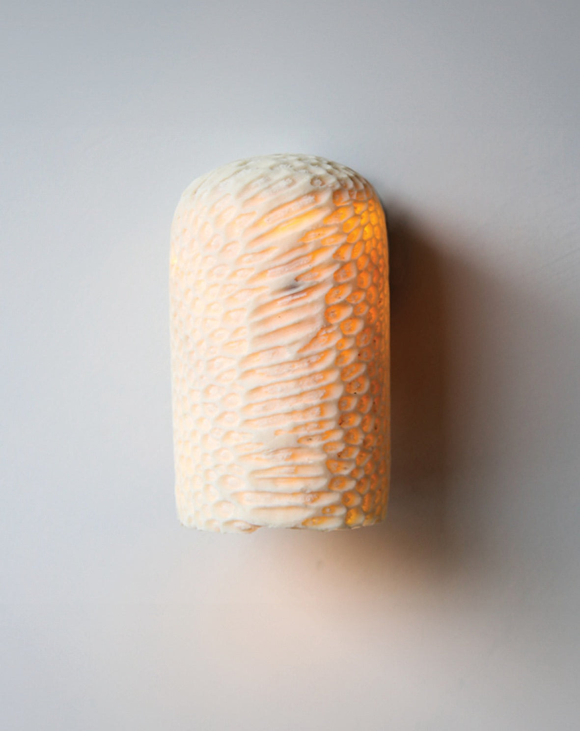 Fossil Coral Dome Wall Sconce