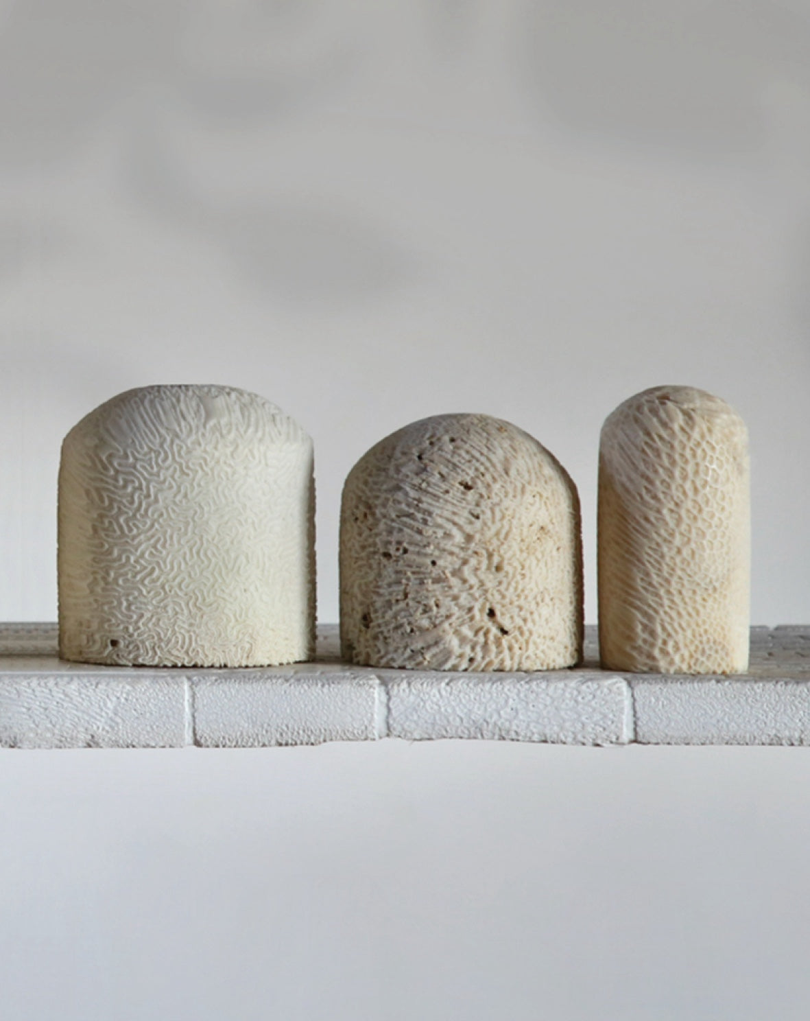 Fossil Coral Dome Wall Sconce