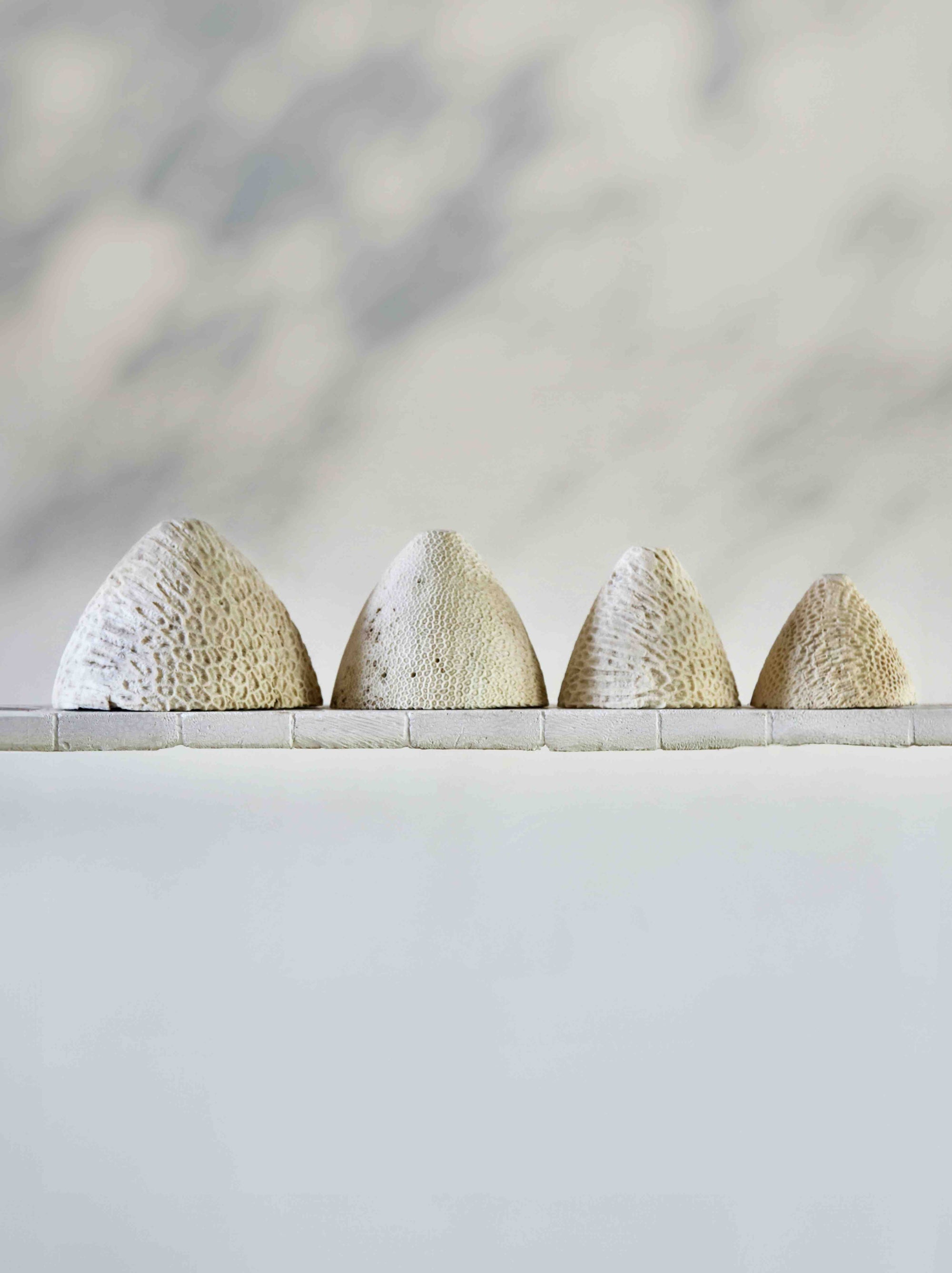 Fossil Coral Swan Wall Light